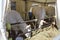 Chianina cows eating hay in an outdoor