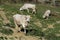 Chianina cows grazing in a farm meadow