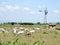 Chianina cows in tuscan countryside