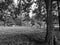 Chianina cows from Tuscany in a paddock