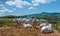 Chianina cows in Tuscany, providers of Florentine steak