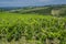 Chianti field Tuscan vineyards