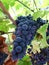 Chianti grape vine