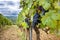 Chianti hills with vineyards. Tuscan Landscape between Siena and Florence. Italy