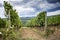 Chianti hills with vineyards. Tuscan Landscape between Siena and Florence. Italy