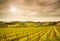 Chianti region, Panzano vineyard, trees and farm on sunset. Tuscany, Italy