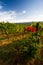 Chianti vineyard landscape in autumn with roses