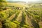 Chianti vineyard landscape in Tuscany, Italy