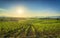 Chianti vineyards and panorama at sunset. Cerreto Guidi, Tuscany, Italy