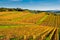 Chianti wine region vineyards, Tuscany