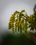 Chiastophyllum oppositifolium with yellow trailing flowers growing in garden on blurred background