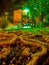 A chic designer flowerbed in a park with beautiful flowers illuminated by a greenish light of lanterns standing near the