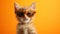 Chic Feline Fashion Adorable Kitten Portrait in Stylish Sunglasses