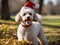 Chic and Festive Poodle: Christmas Hat-Adorned, Radiating Colorful Charm for Holiday Delight