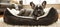 Chic french bulldog puppy relaxing in a comfortable bed fashionable canine companion