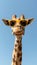 Chic giraffe donning fashionable sunglasses in a lively summer themed artistic illustration