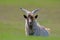A chic home goat with big horns stands on the grass
