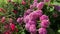 A chic hydrangea Bush with many spherical pink flowers