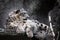 Chic pose domineering look. Powerful  predatory cat snow leopard sits on a rock close-up