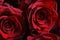 chic rich dark red bouquet of rose flower macro