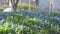 Chicago downtown, park with blue flowers and blurry cars in background