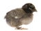 Chick, 15 days old, standing