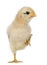 Chick, 15 days old, standing on one leg