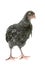 Chick araucana in studio