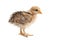 Chick of bantam silkie isolated on a white background. 20 days old