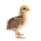 Chick of bantam silkie isolated on a white background. 20 days old