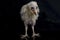 A chick of Barn Owl tyto alba isolated on black