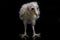 A chick of Barn Owl tyto alba isolated on black