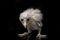 A chick of Barn Owl tyto alba isolated on black