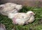 Chick broiler chicken feathers are damaged