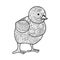 Chick coloring book for adults vector