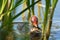 Chick coot in the reeds