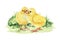 Chick cozy couple on the grass. Hand drawn illustration. Small newborn baby chicken. Small farm baby bird. Tiny yellow