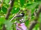 Chick-a-Dee Bird Perched in Hibiscus Flower Bush Hiding Among Green Leaves