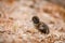 Chick duck sitting in grass of forest, lost by mom