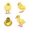 Chick and duckling hand drawn illustration set. Cute small newborn farm baby birds. Realistic chick and duckling
