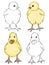 Chick and duckling hand drawn illustration set. Cute small newborn farm baby birds. Realistic chick and duckling