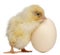 Chick with egg, 2 days old