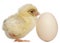 Chick with egg, 2 days old