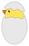 Chick from egg , vector or color illustration