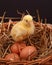 Chick on Eggs