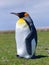 Chick emperor penguin