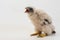 Chick falco peregrine Falco peregrinus on white background. 22 days old.