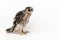 Chick falco peregrine Falco peregrinus on white background. 27 days old.