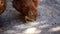 Chick feeding small grains.