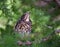 Chick-fledglings of the thrush on a branch